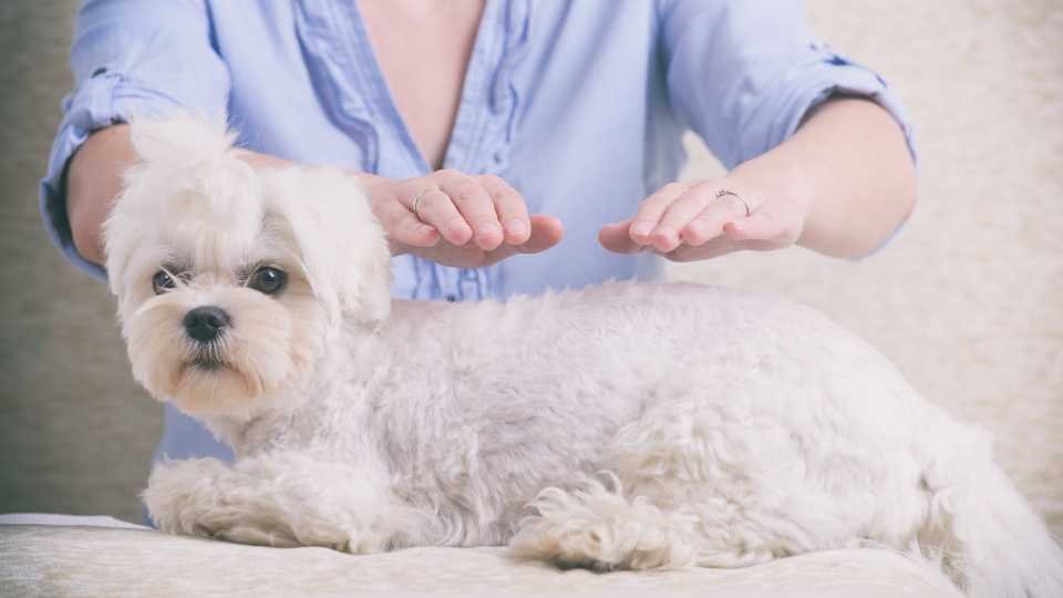 Veterinary Reiki